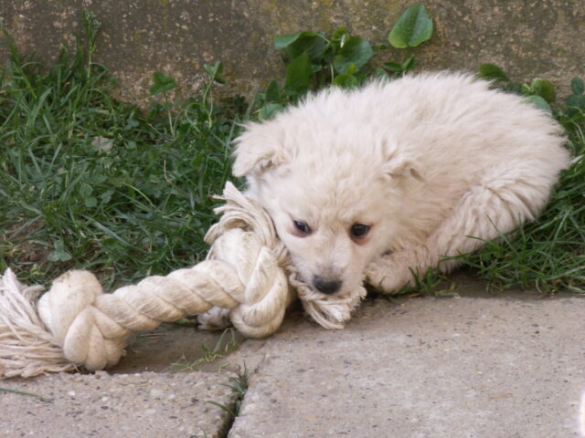 Konica Minolta Digital Camera